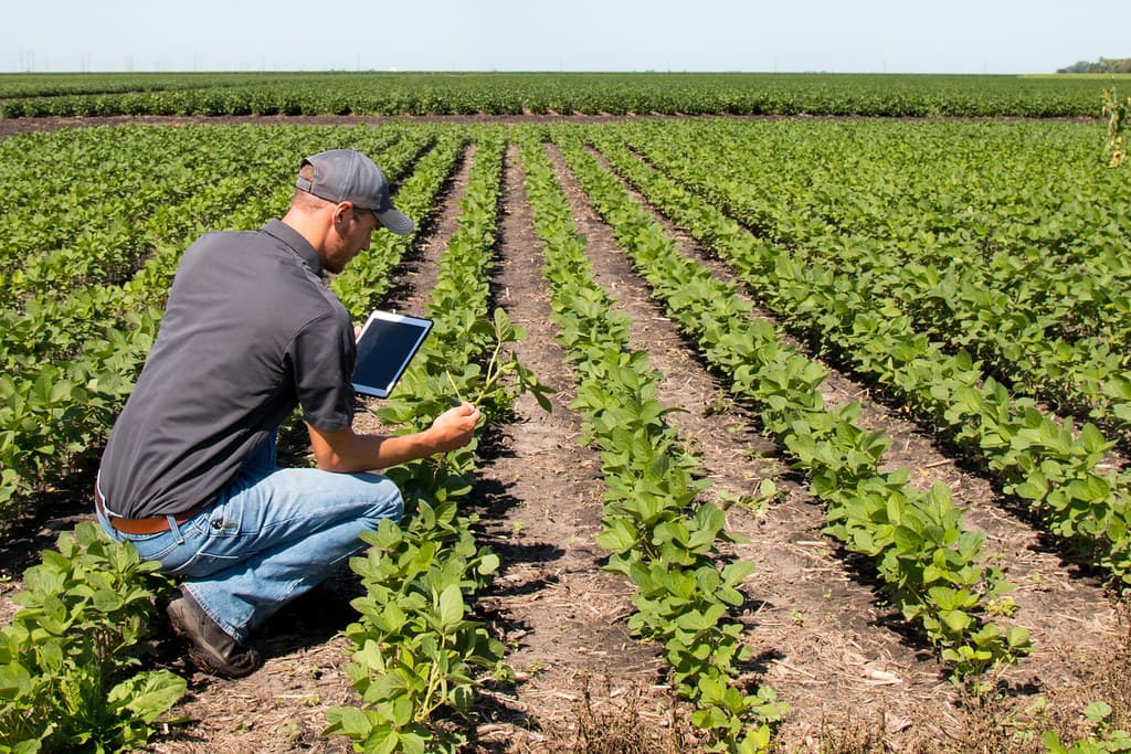Agricultor revisando su cultivo con una tablet